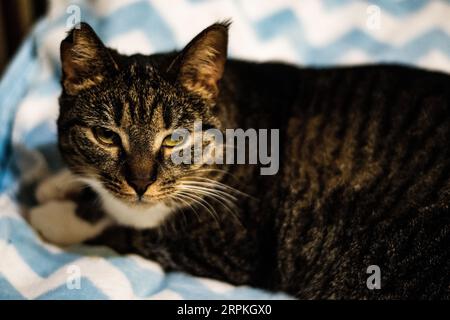 Curious Domestic Cat Relaxing on Cozy Bed Stock Photo