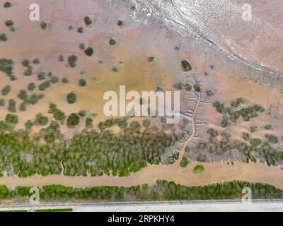 Aerial photo shows the tidal-flat presenting a landscape of forests at ...
