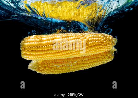 Pair of ripe sweet corn cobs going underwater with swirls and bubble isolated on black background. Stock Photo