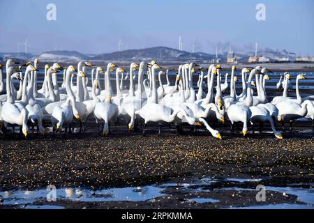 200114 -- RONGCHENG, Jan. 14, 2020 -- Whooper swans are fed with corns at Swan Lake Managerial Station in the national nature reserve for whooper swans in Rongcheng City, east China s Shandong Province, Jan. 11, 2020. Come, come to eat Liu Zhibin and his wife Zhao Shuzhi called whooper swans while blowing their whistles. Every year from November to March of the following year, these whooper swans fly from Siberia to Rongcheng City, east China s Shandong Province, to spend the winter. After retiring in 2015, the Lius came to Rongcheng City from Qiqihar City, northeast China s Heilongjiang Provi Stock Photo