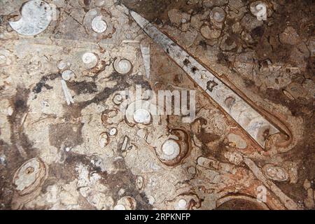 Petrified fossil shell of goniatites, ammonites and orthoceras in stone Stock Photo