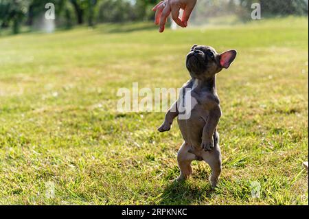The female hand gives the french bulldog puppy food. The dog stands on its hind legs. Stock Photo