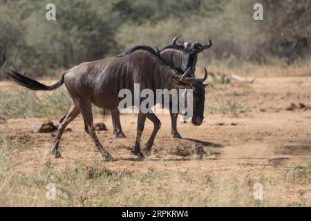 blue wildebeest, also called the common wildebeest, white-bearded gnu or brindled gnu in Namibia Stock Photo