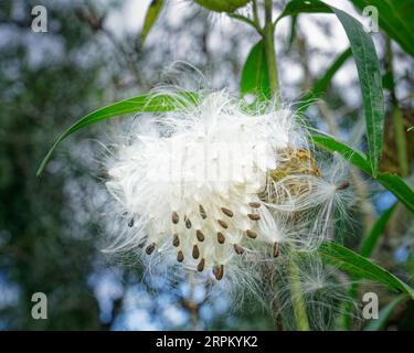 Swan plant flower seeds being dispersed by the breeze and backlit on a sunny day Stock Photo
