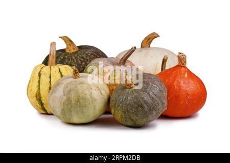 Mix of different colorful pumpkins and squashes on white background Stock Photo
