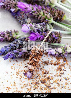 Fresh Lavender flowers and lavender seeds Stock Photo
