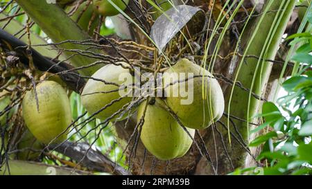 green coconuts on top of the coconut tree Stock Photo