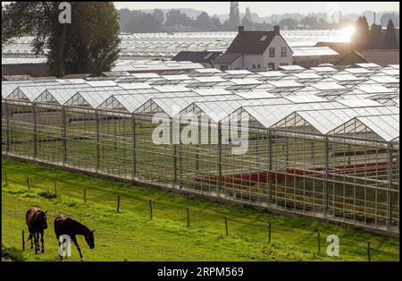 Netherlands, greenhouses or glasshouses in the Westland area near Rotterdam. Stock Photo