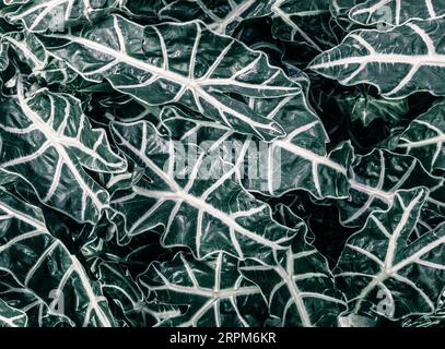 Alocásia (Araceae) tropical decorative potted plant Stock Photo