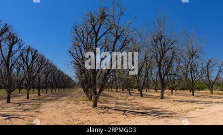 Brazil nut, butter nut, cream nut, para nut (Bertholletia excelsa), orchard in spring, USA, Arizona, Mc Dowell Mountain Park, Rio Verde Stock Photo