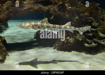 leopard shark (Triakis semifasciata), side view, USA, Arizona, OdySea Aquarium, Phoenix Stock Photo