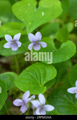 dwarf marsh violet, northern marsh violet (Viola epipsila, Viola suecica, Viola palustris var. epipsila), blooming, Sweden Stock Photo