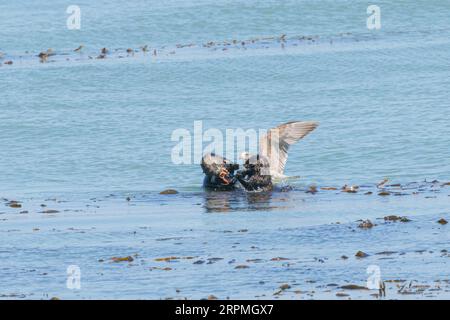 sea otter (Enhydra lutris), eating small octopuses and are stalked by a great gull, USA, California, Monterey Stock Photo