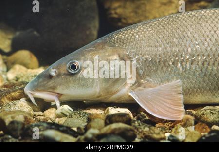 barbel (Barbus barbus), half-length portrait, side view Stock Photo