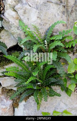 Common spleenwort, Rustyback (Asplenium ceterach, Ceterach officinarum), growing in a stone wall, Croatia Stock Photo