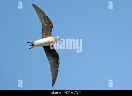 black-winged pratincole (Glareola nordmanni), juvenile in flight, seen from the side, showing under wing, Netherlands Stock Photo