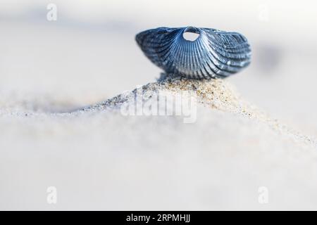 common cockle, common European cockle, edible cockle (Cardium edule, Cerastoderma edule), empty shell on sand, Netherlands, Texel Stock Photo