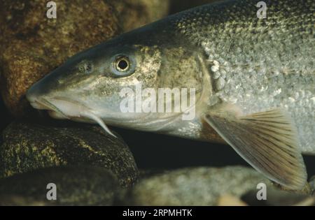 Mediterranean barbel (Barbus meridionalis), portrait, side view Stock Photo