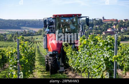 05 September 2023, Saxony-Anhalt, Freyburg: A full harvest machine from the Freyburg-Unstrut winegrowers' association is harvesting the first grapes of the wine season in the Saale-Unstrut winegrowing region near Zscheiplitz. Around four to five tons of the Solaris grape variety, which serves as the basis for the popular Federweißen, have been picked from the vines in the process. The low-alcohol beverage will be tasted this weekend at the big winegrowers' festival in the region. The harvest is considered a dress rehearsal for the main harvest in the coming week, which will then focus on early Stock Photo