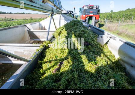 05 September 2023, Saxony-Anhalt, Freyburg: A full harvest machine from the Freyburg-Unstrut winegrowers' association is harvesting the first grapes of the wine season in the Saale-Unstrut winegrowing region near Zscheiplitz. Around four to five tons of the Solaris grape variety, which serves as the basis for the popular Federweißen, have been picked from the vines in the process. The low-alcohol beverage will be tasted this weekend at the region's big winegrowers' festival. The harvest is considered a dress rehearsal for the main harvest in the coming week, which will then focus on early vari Stock Photo