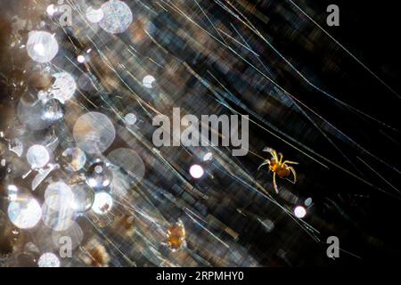 young spiders in web, light reflexions, Netherlands, Frisia Stock Photo