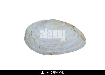 sand gaper, soft-shelled clam, softshell clam, large-neck clam, steamer (Mya arenaria, Arenomya arenaria), shell, cutout, Netherlands Stock Photo