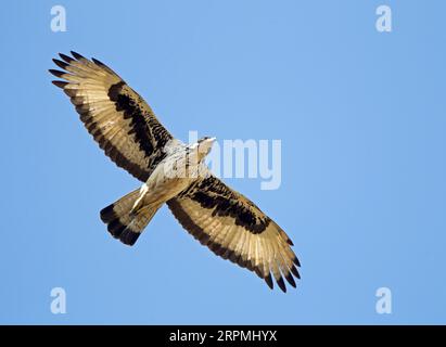 African hawk eagle (Hieraaetus spilogaster, Aquila spilogaster), soaring overhead, Gambia Stock Photo