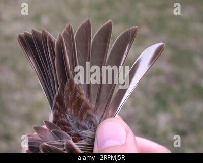 yellow-breasted bunting (Emberiza aureola), caught bird in the hands, Tail feathers of a male, China, Beidahe Stock Photo