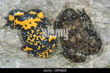 yellow-bellied toad, yellowbelly toad, variegated fire-toad (Bombina variegata), belly and back view, warning colouring, Germany Stock Photo