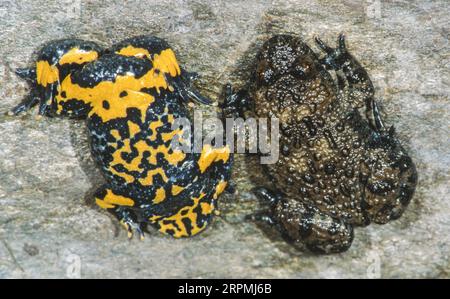yellow-bellied toad, yellowbelly toad, variegated fire-toad (Bombina variegata), belly and back view, warning colouring, Germany Stock Photo