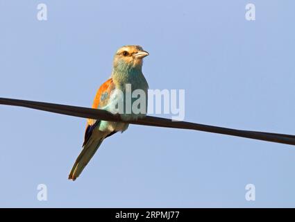 Abyssinian roller, Lilac-breasted roller, Senegal roller (Coracias abyssinica, Coracias abyssinicus), juvenile perching on an electricity wire, Stock Photo