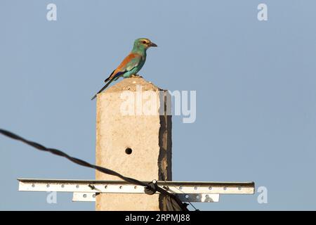 Abyssinian roller, Lilac-breasted roller, Senegal roller (Coracias abyssinica, Coracias abyssinicus), juvenile perching on an electricity post, side Stock Photo