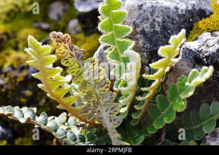 Common spleenwort, Rustyback (Asplenium ceterach, Ceterach officinarum), growing in a stone wall, Croatia Stock Photo