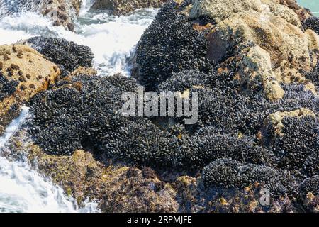 mussels (Mytiloidea), mussel bank on a rock in the surf, USA, California, Monterey Stock Photo