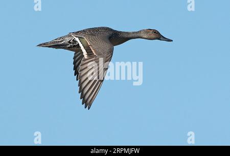 northern pintail (Anas acuta), first calender year male in flight, seen from the side, showing upperwing, Netherlands, Northern Netherlands Stock Photo