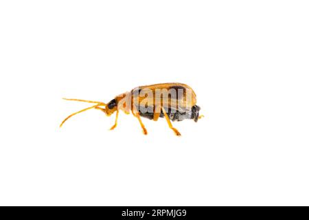 Skullcap Leaf Beetle (Phyllobrotica quadrimaculata), side view, cut out, Netherlands Stock Photo