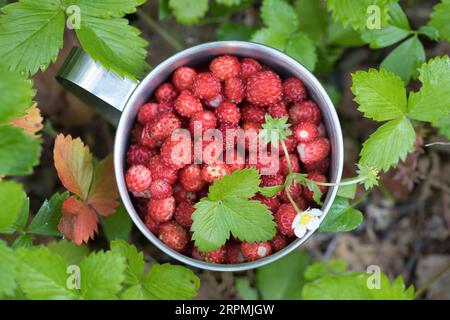 wild strawberry, woodland strawberry, woods strawberry (Fragaria vesca), collected wild strawberries in a can, Sweden Stock Photo