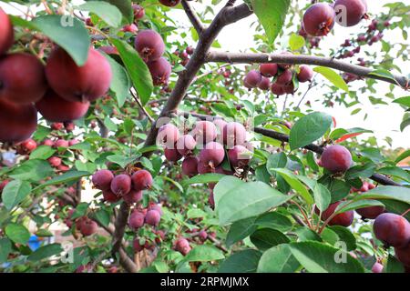 The crabapple tree is full of fruit, North China Stock Photo