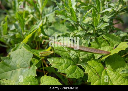 Detroit, Michigan - A praying mantis on a plant at Emerald Garden. The garden was built resident Gary Gray on two vacant lots in the city's Morningsid Stock Photo