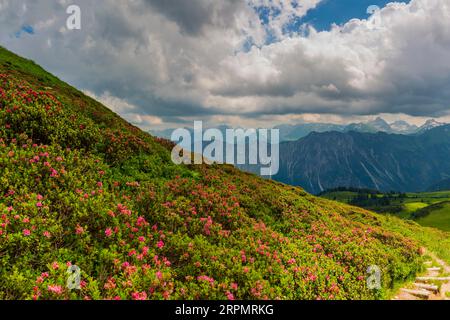 Alpine rose blossom, panorama from Fellhorn, 2038m, to Hoefats, 2259m, and other Allgaeu mountains, Allgaeu Alps, Allgaeu, Bavaria, Germany Stock Photo