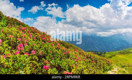 Alpine rose blossom, panorama from Fellhorn, 2038m, to Hoefats, 2259m, and other Allgaeu mountains, Allgaeu Alps, Allgaeu, Bavaria, Germany Stock Photo