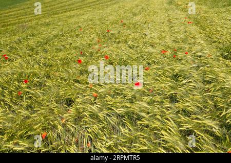 Drone shot, agricultural landscape, grain field with poppies from above, Lochen, Innviertel, Upper Austria, Austria Stock Photo