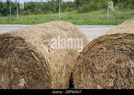 Close up hay bales, rolls on the field after harvest. Stock Photo