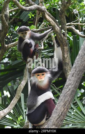 200218 -- SINGAPORE, Feb. 18, 2020 -- A red-shanked douc langur baby Top is seen at the Singapore Zoo on Feb. 18, 2020. The animals under the care of the Wildlife Reserves Singapore WRS gave birth to over 660 babies and hatchlings representing 121 species in 2019. Photo by Then Chih Wey/Xinhua SINGAPORE-ZOO-ANIMAL CUBS xinjiapo PUBLICATIONxNOTxINxCHN Stock Photo