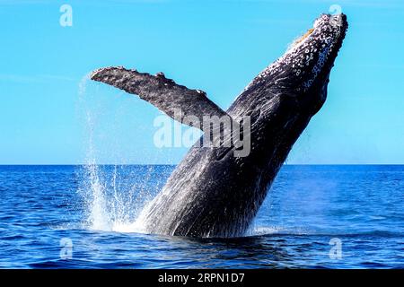Humpback whale emerging from the deep sea and jumping off the Mexican coast of Cabo San Lucas in the Cut Sea, after migrating from the cold waters of Stock Photo