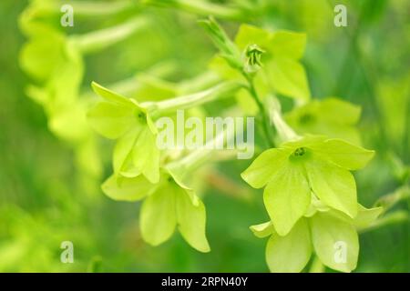 Nicotiana sanderae Lime Flower growing in the Garden. Fragrant Nicotiana alata Blooming. Jasmine, sweet, winged tobacco, tanbaku Persian Blossoming. L Stock Photo