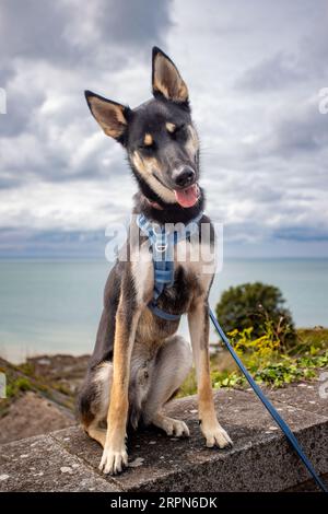 A happy young puppy dog sitting. The breed is a belusky which is a mix between a husky and belgium shepard Stock Photo