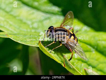 Helophilus pendulus the European Hoverfly is a very common species in the UK and is often found near water courses. Sometimes call Sun Fly. Stock Photo