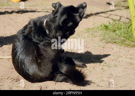 mixed breed black dog with black fur outdoors sitting in park scratching herself in sun in public park, sitting on ground. pets concept Stock Photo