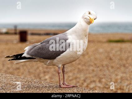 A Herring Gull stands on a wall staring at the viewer with a look that says, "Where's the chips then'. A shingle beach lies in the background. Stock Photo